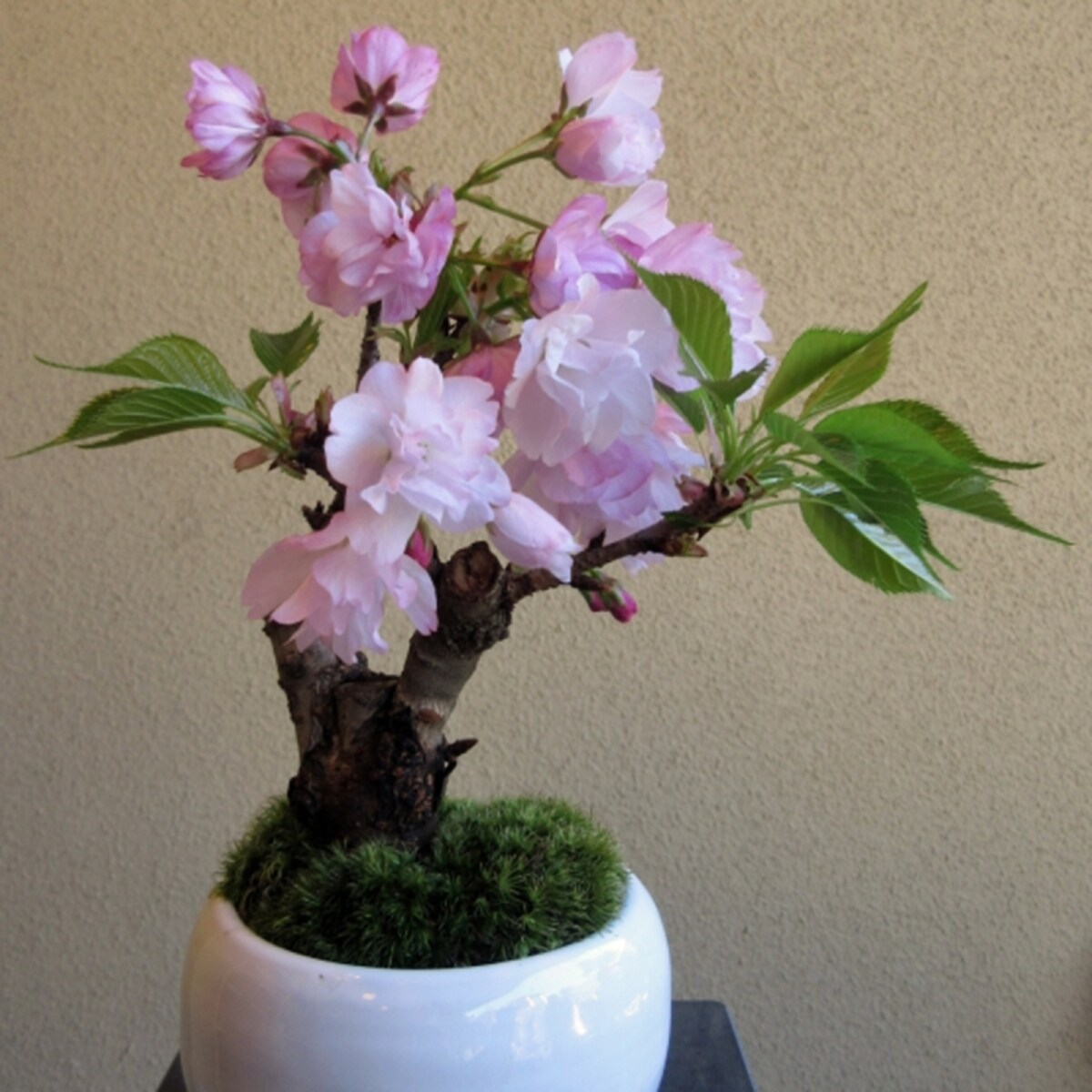 花物の盆栽の代表格