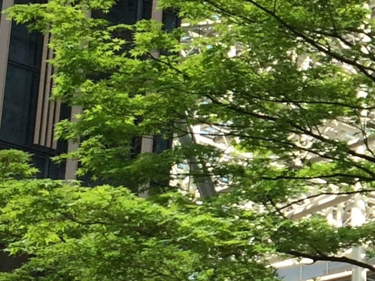iPhone SEカメラ