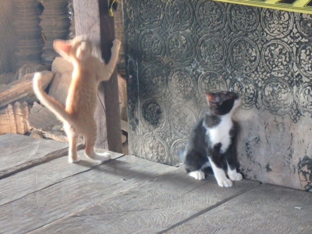 何と住み着いている猫が・・・