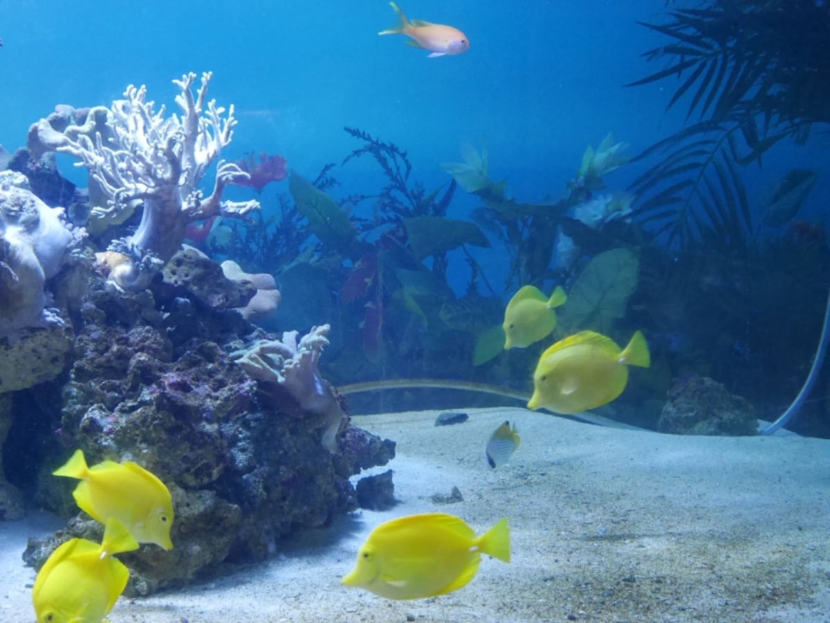 「レタスを食べる草食系の魚だ」と説明したのは、アクアミュージアムのウェルカム水槽「キイロハギ」の前(2016年6月19日撮影)
