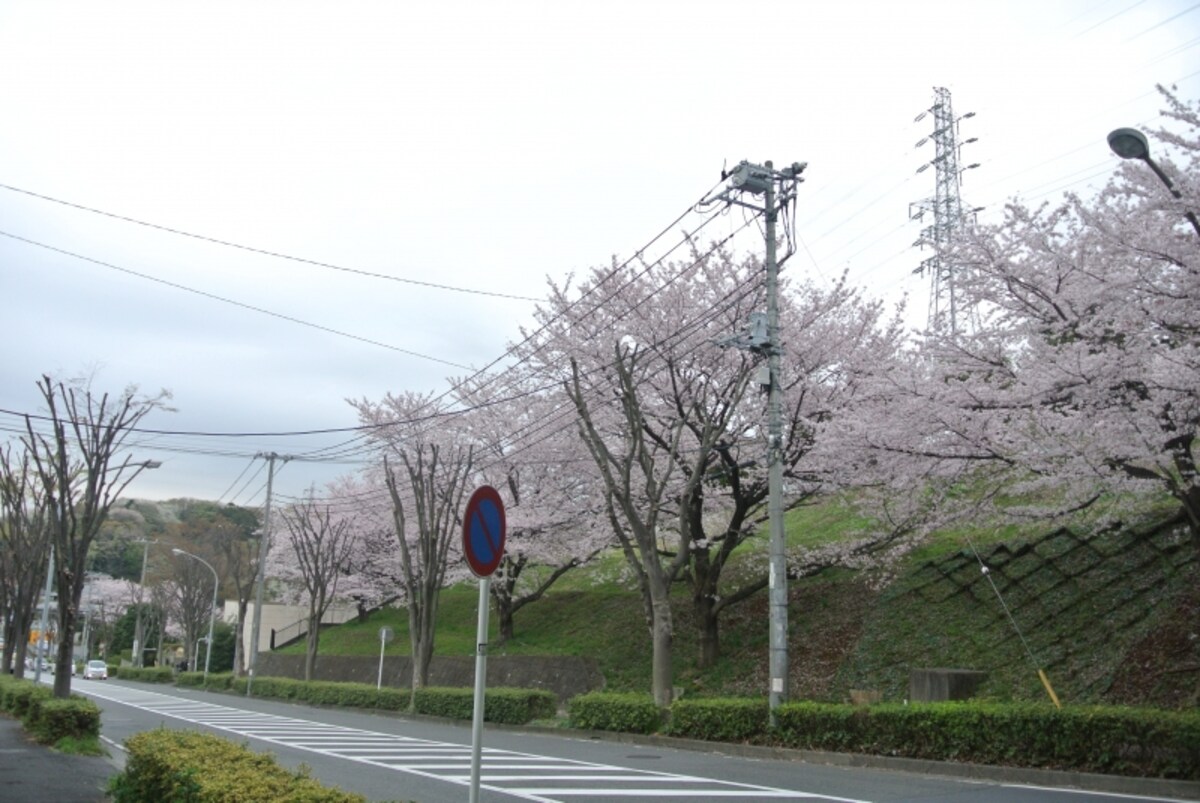 「ザ・パークハウス 東戸塚レジデンス」の現地近くの桜並木