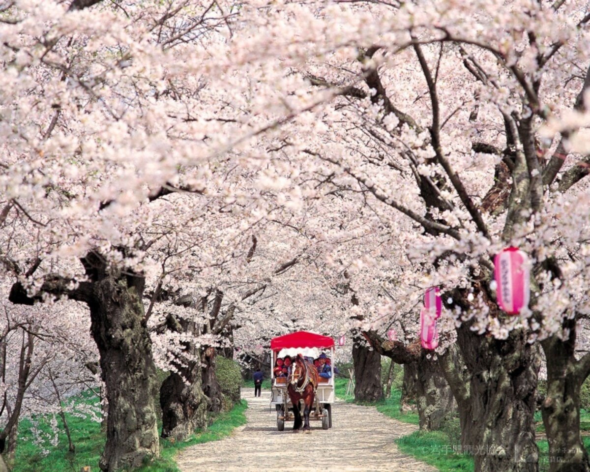 桜の名所・北上展勝地