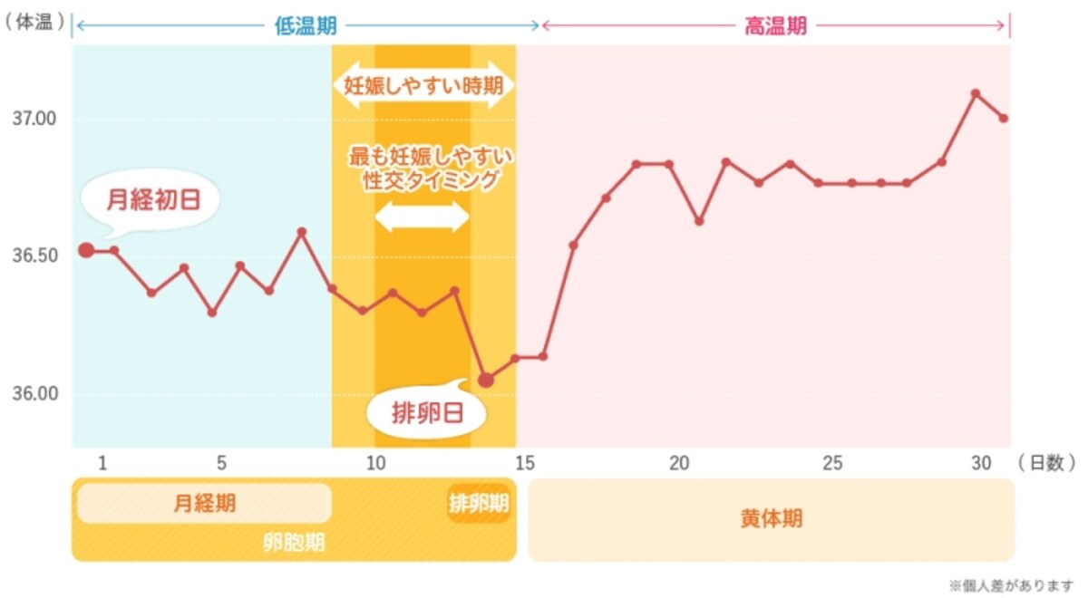 もっとも妊娠しやすいのは排卵日の1日前（クリックすると拡大されます）