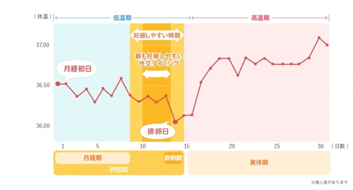 もっとも妊娠しやすいのは排卵日の1日前（クリックすると拡大されます