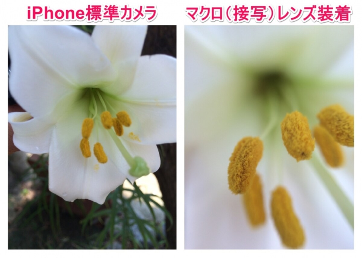 参照画像