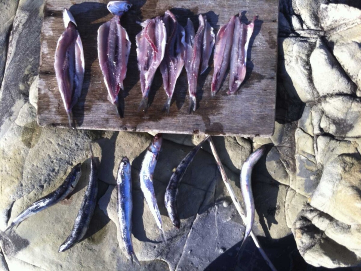 魚
