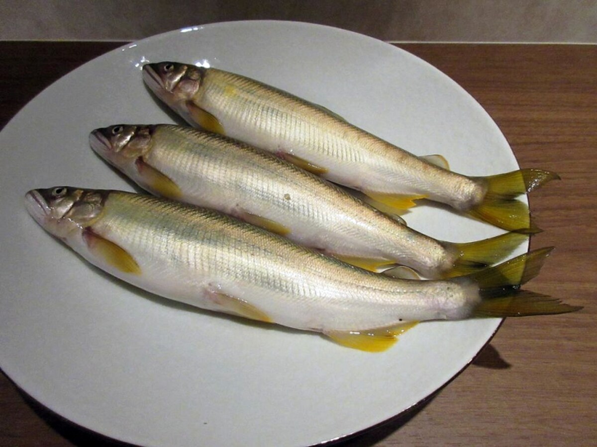 鮎