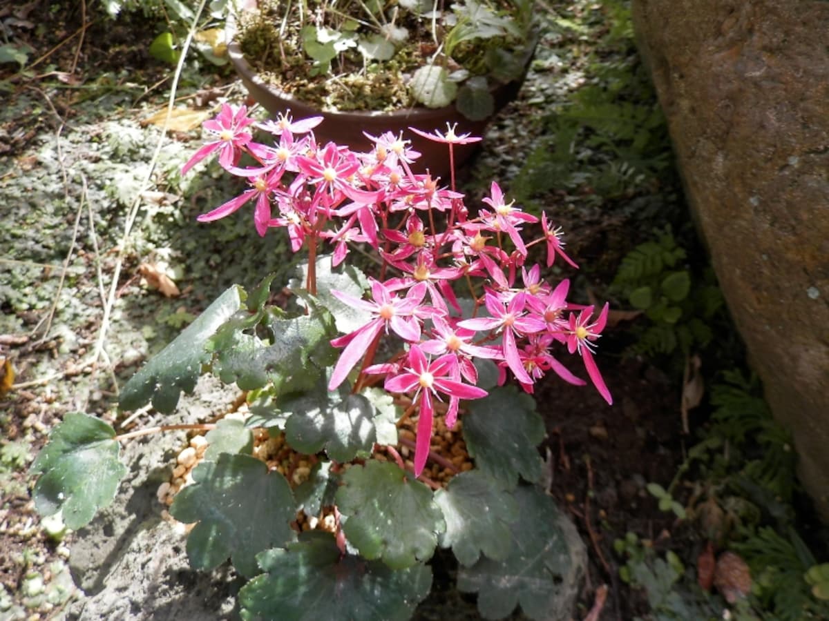 ダイモンジソウの花