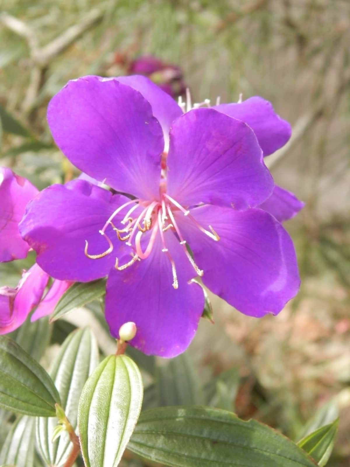 ノボタンの花