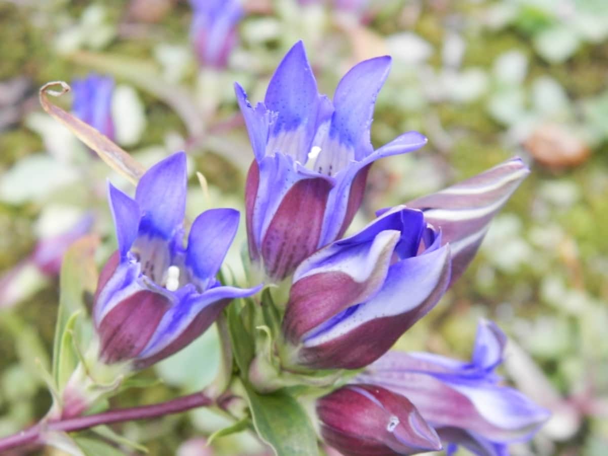 リンドウの花
