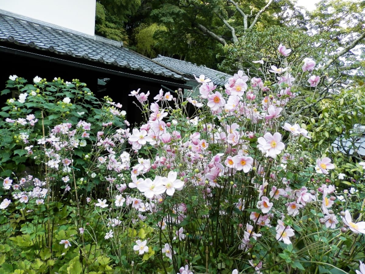 宝蔵前に咲くシュウメイギク