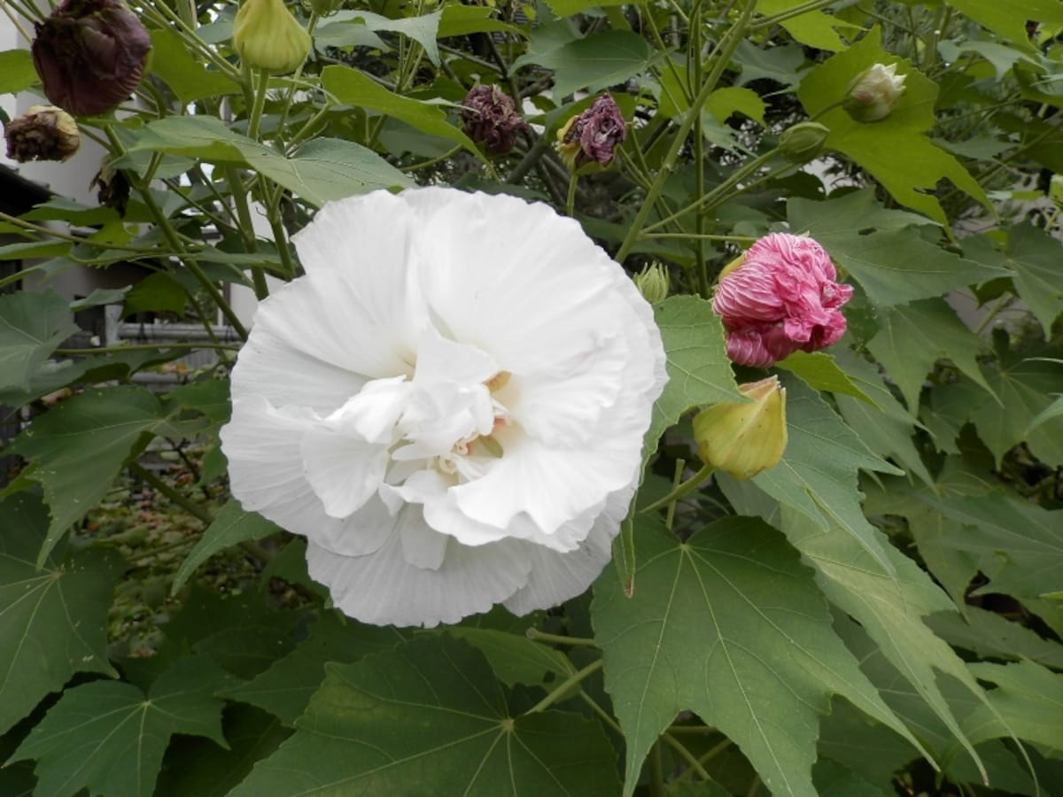 白い花が次第に赤くなるスイフヨウ