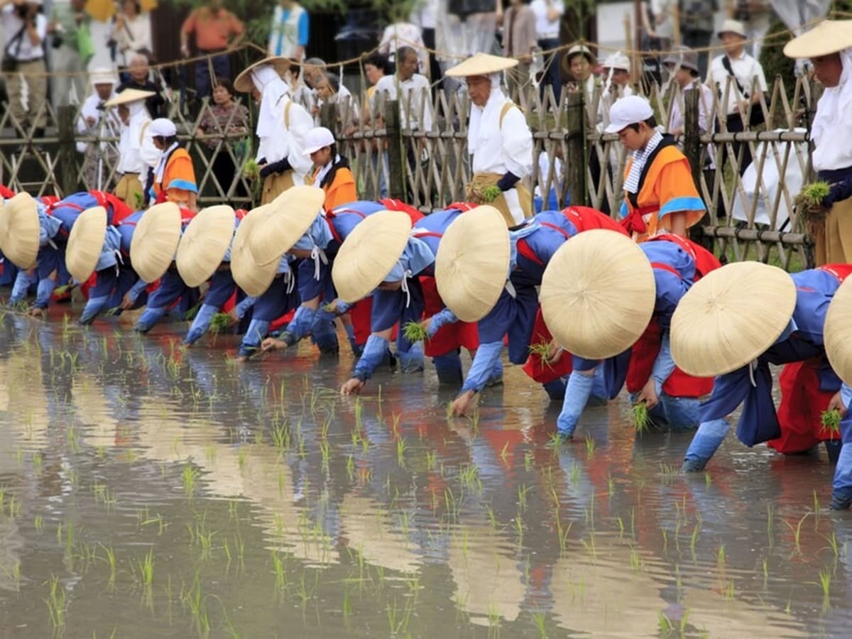 御田植祭には田植えを演じるパターンと、実際に田植えをするパターンがあります
