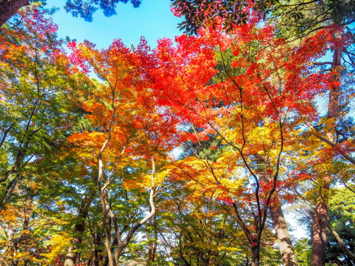 山崎山＠兼六園