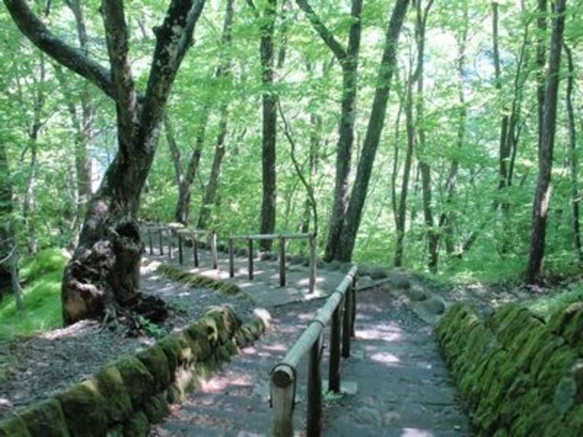 霧降の滝への道。緑の色の美しさに終始息をのむ散策路