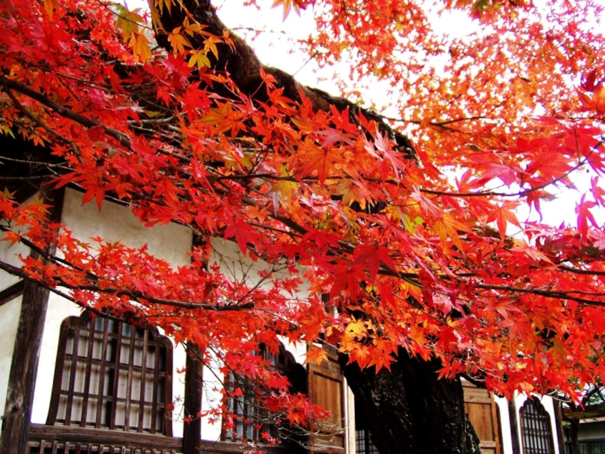 モミジの紅葉