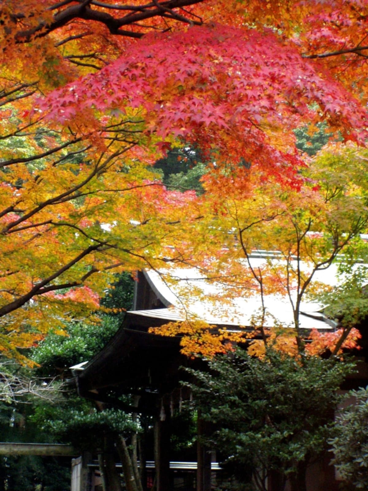 鎌倉宮の紅葉