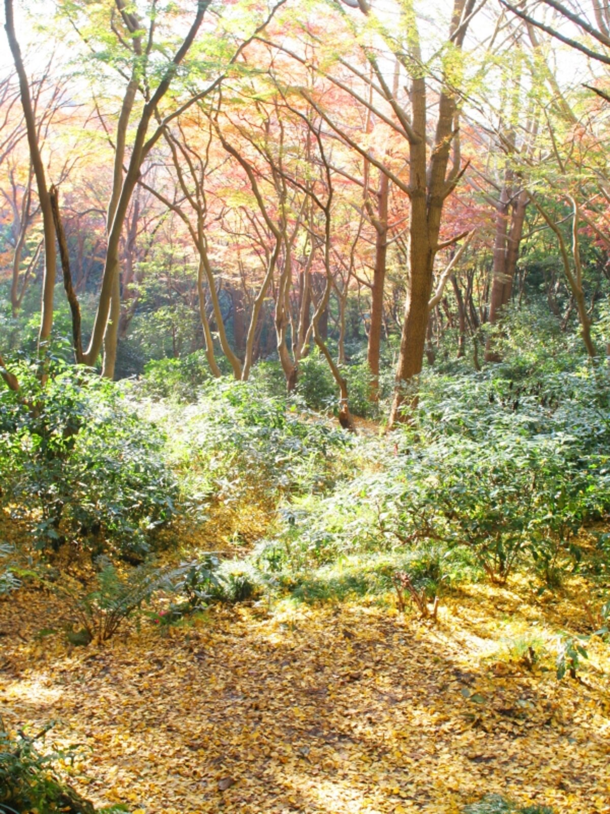 獅子舞の紅葉