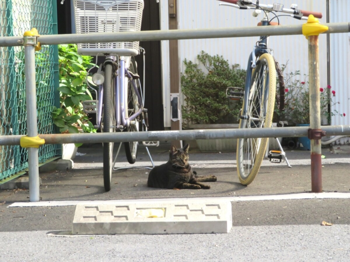 暗渠と猫
