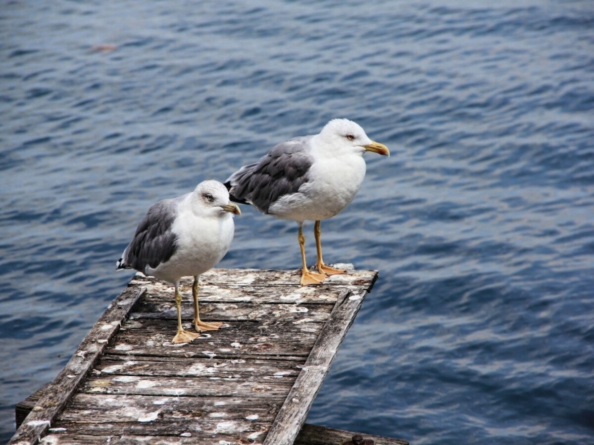 カモメが港近くで鳴けば