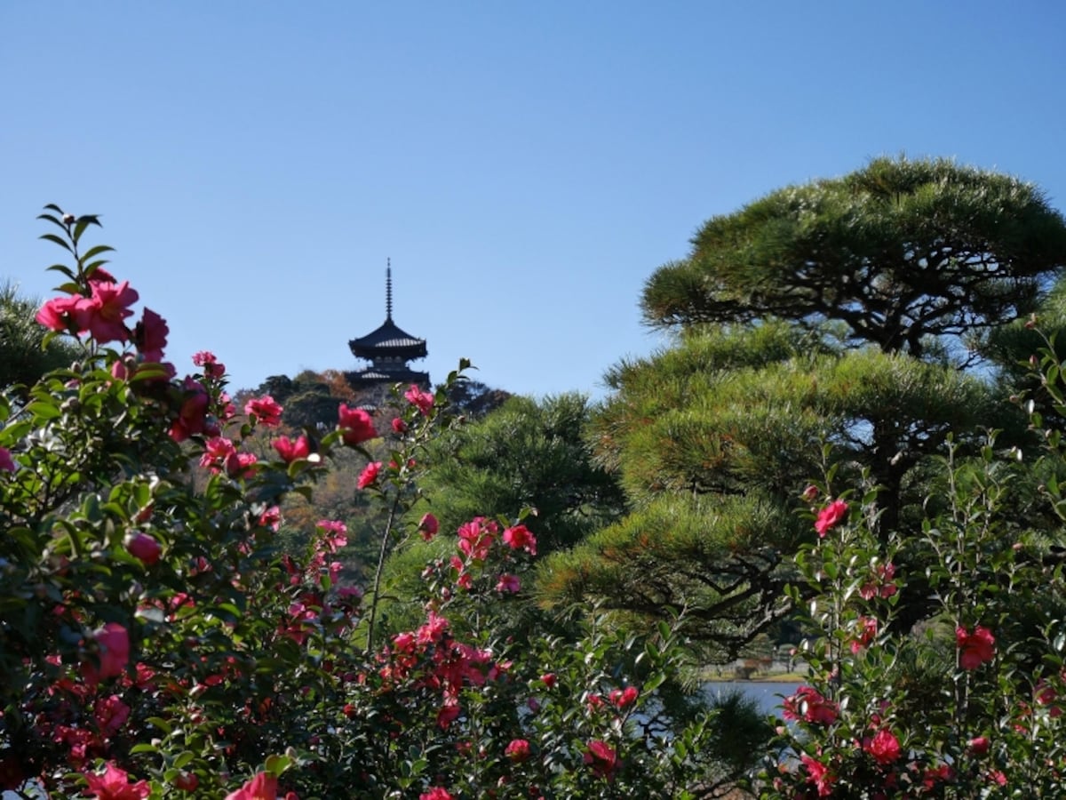 ツバキの花びらが舞う、尾崎紅葉の登場シーンは三溪園（2016年12月8日撮影）