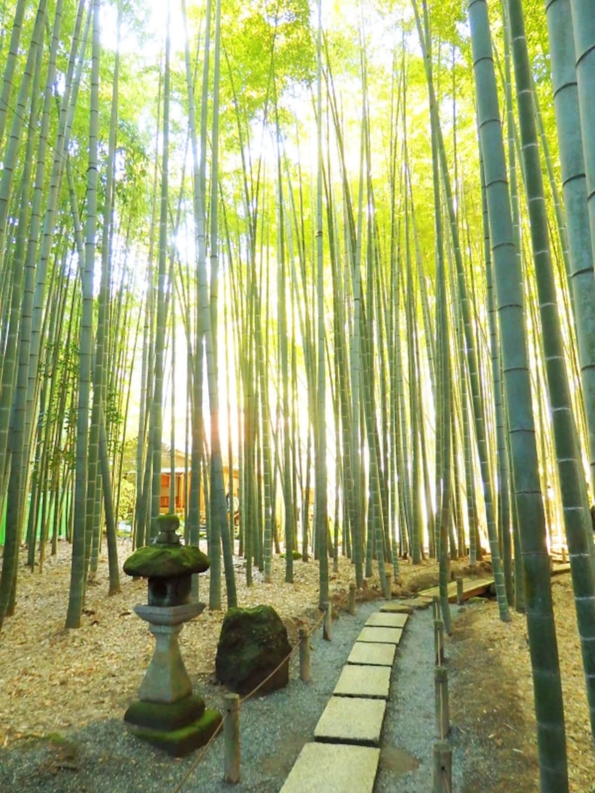 「竹寺」報国寺の竹林