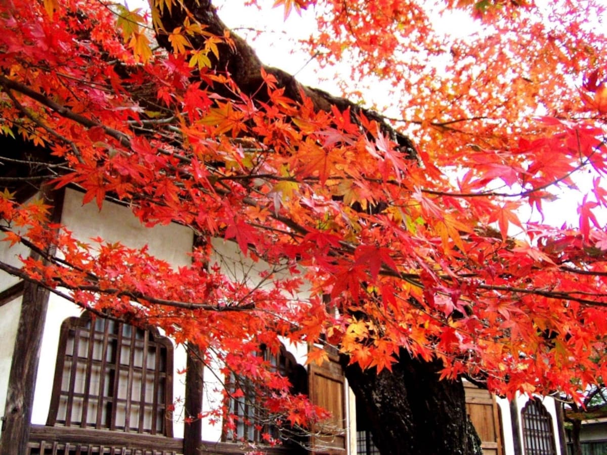 円覚寺の紅葉
