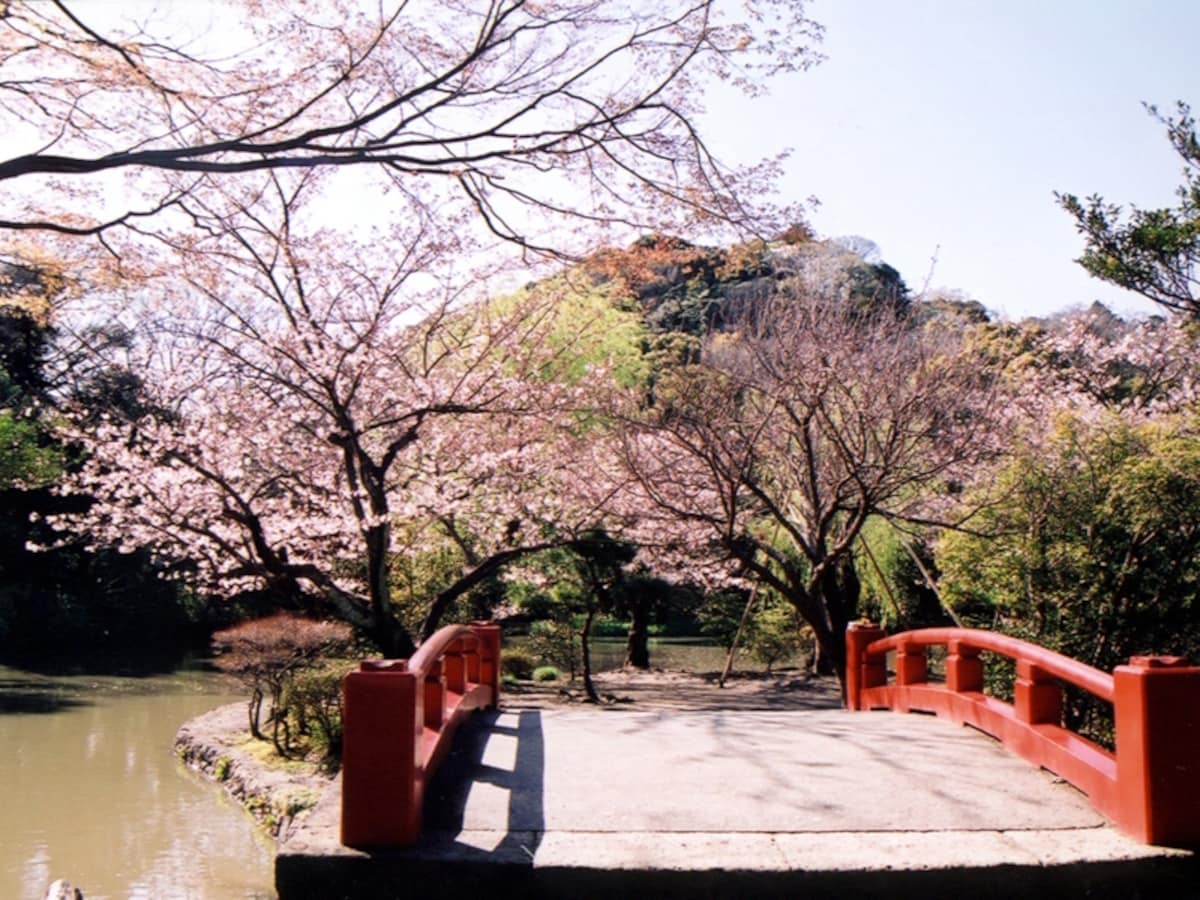 サクラ咲く鶴岡八幡宮・源平池