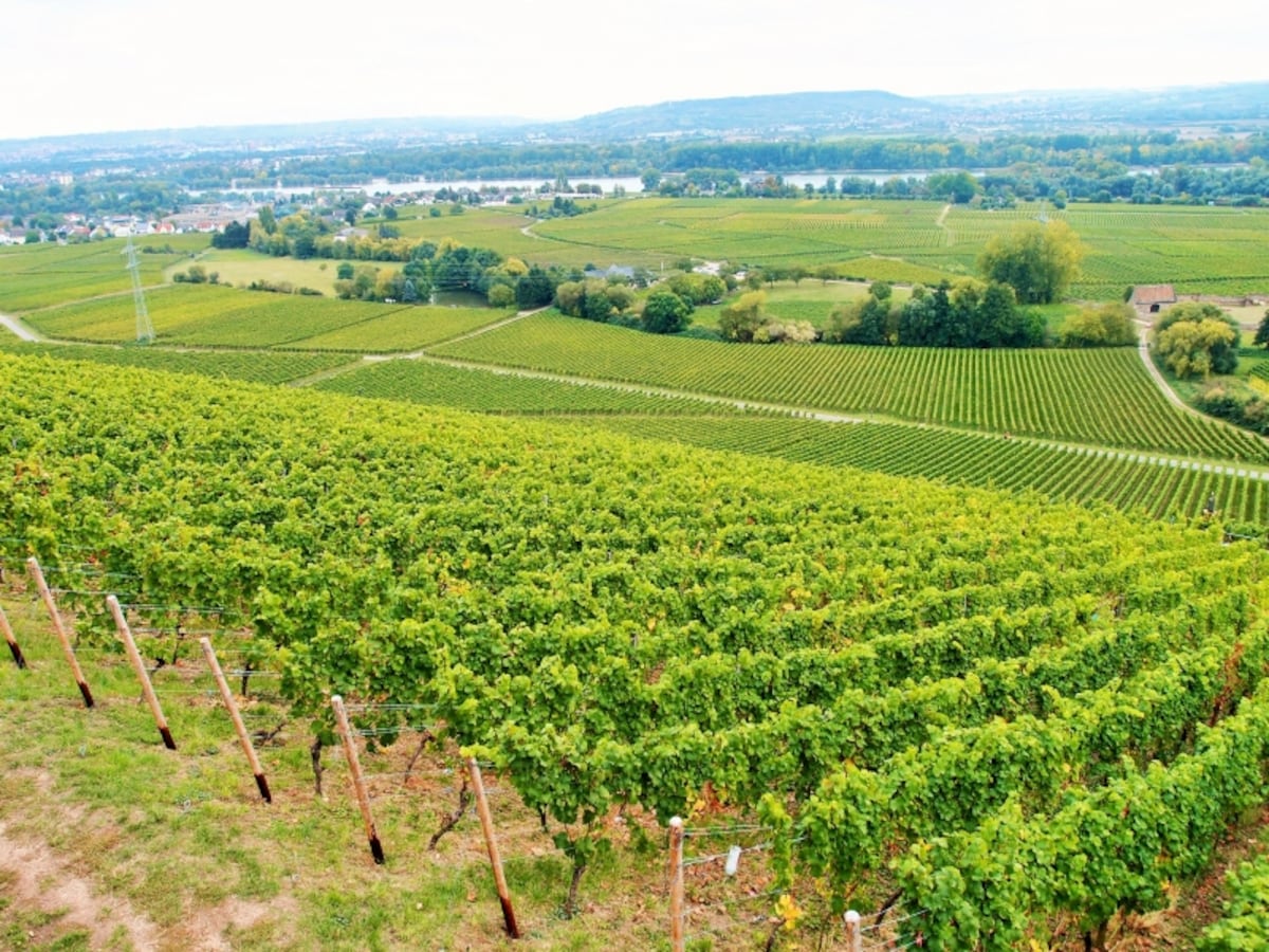 wine