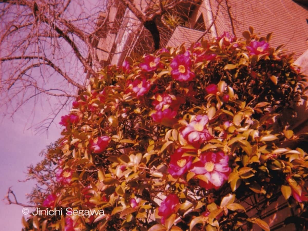 写ルンです