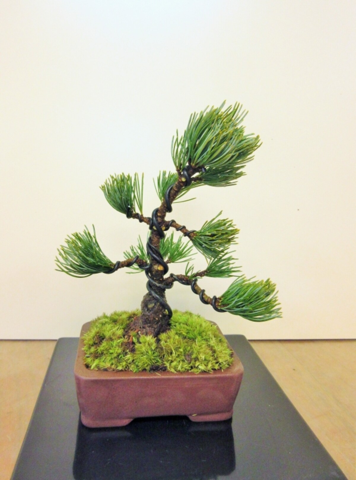 苔張り
