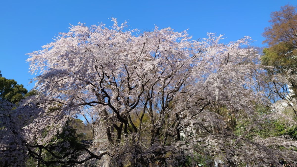 六義園のしだれ桜(2)/2023年・見頃