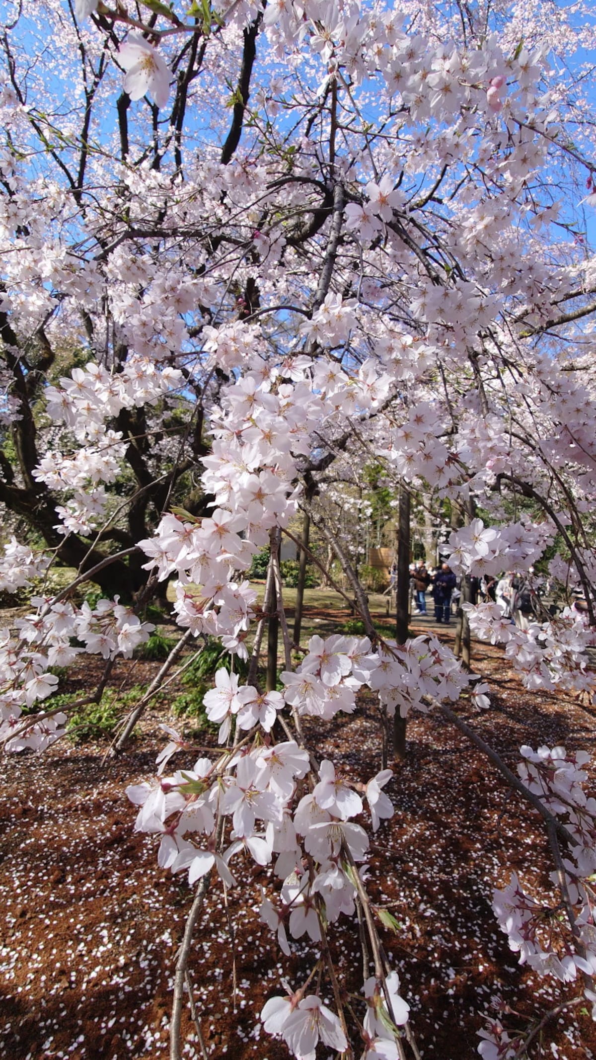 六義園のしだれ桜(3)/2023年・見頃