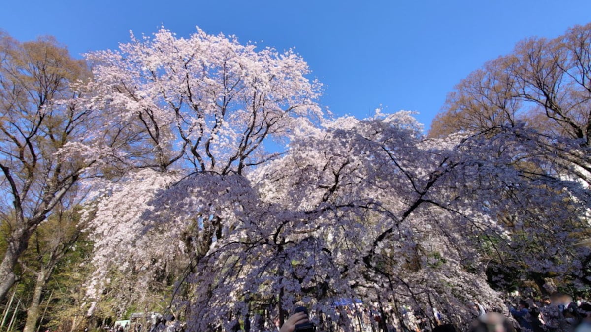 六義園のしだれ桜(5)/2023年・見頃