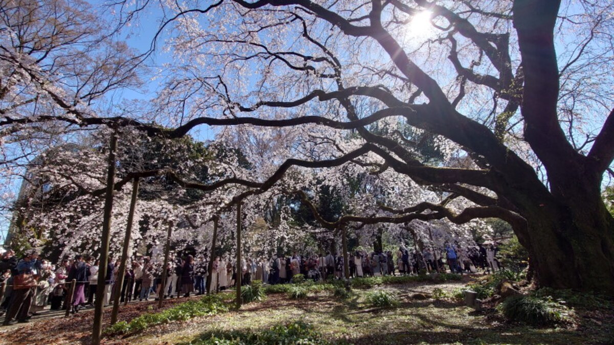 六義園のしだれ桜(6)/2023年・見頃