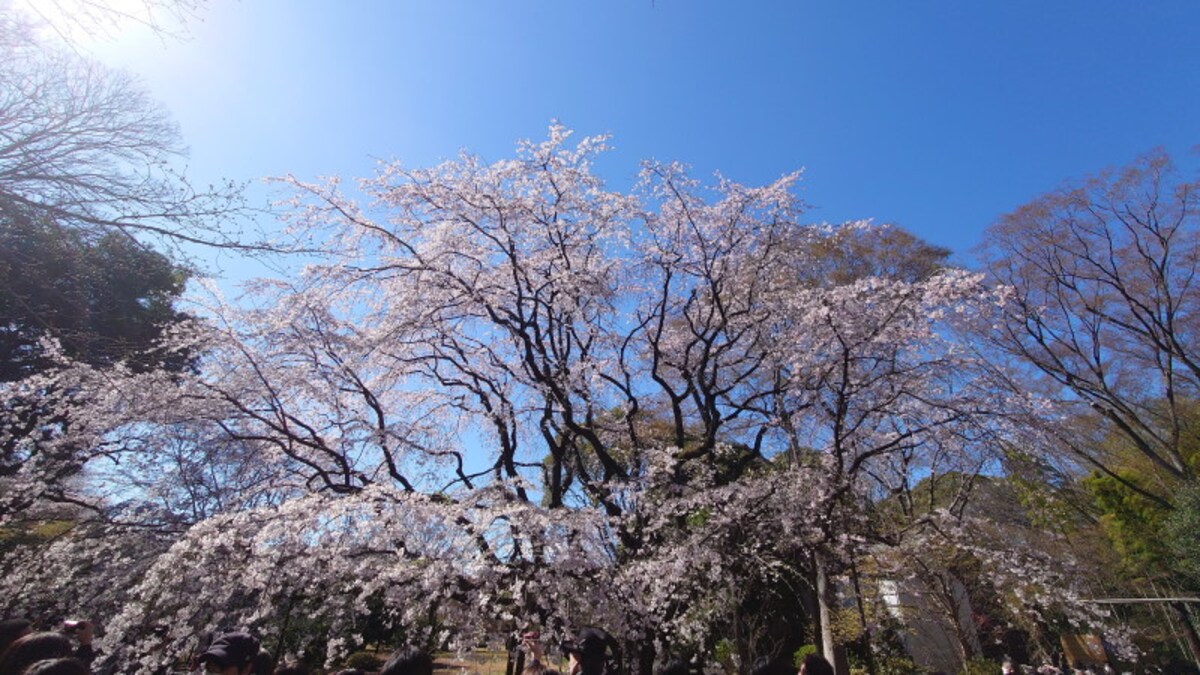 六義園のしだれ桜(7)/2023年・見頃