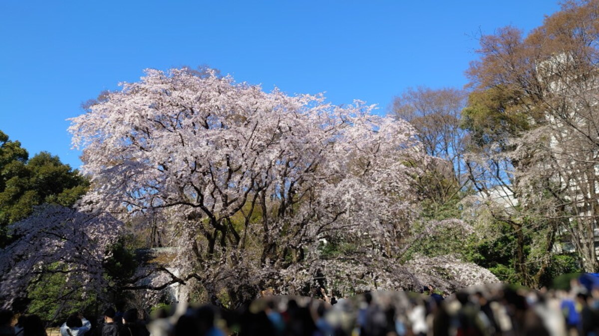 六義園のしだれ桜(8)/2023年・見頃