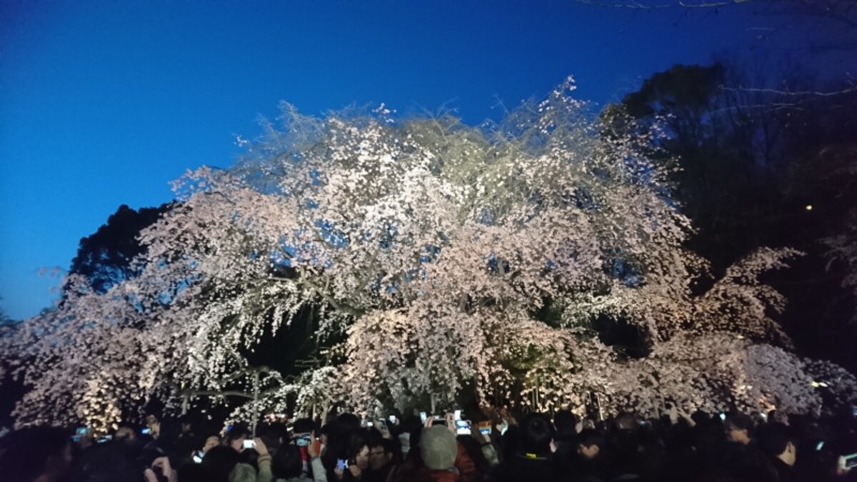 六義園のしだれ桜(9)/2017年・ライトアップ・五分咲き