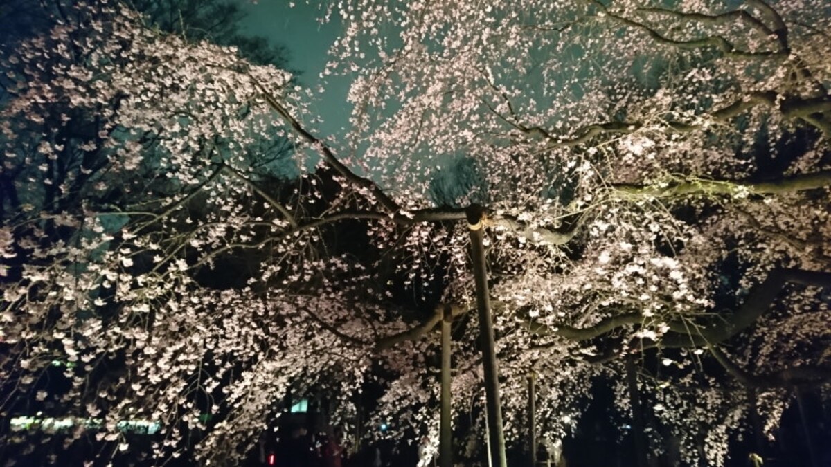 六義園のしだれ桜(12)/2019年・ライトアップ・見頃
