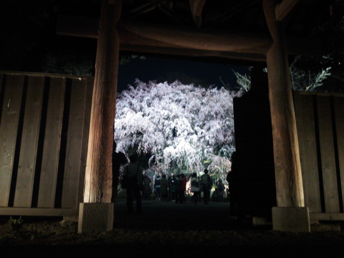 六義園のしだれ桜(13)/2015年・ライトアップ・満開