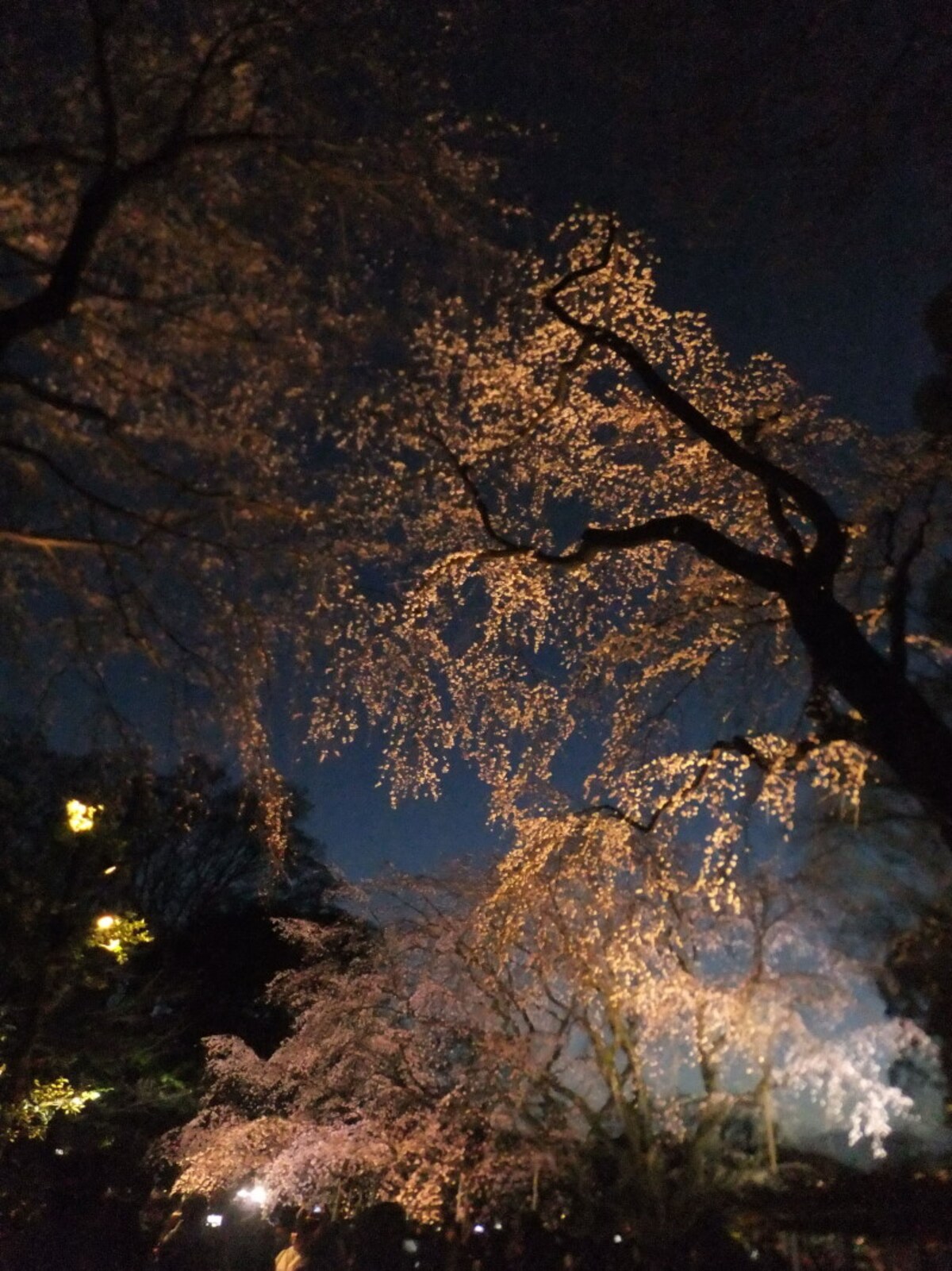 六義園のしだれ桜(15)/2016年・ライトアップ・竹林近くのしだれ桜