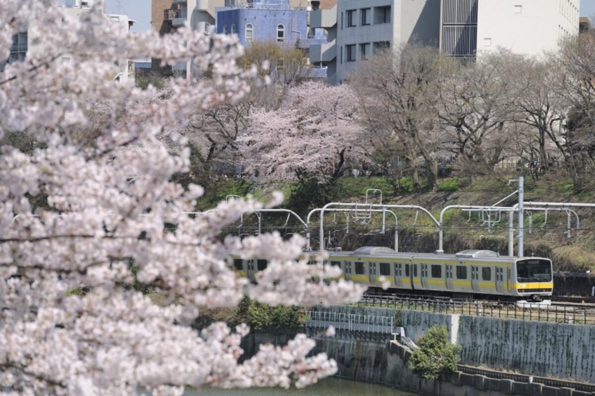 桜並木と並走する総武線各駅停車