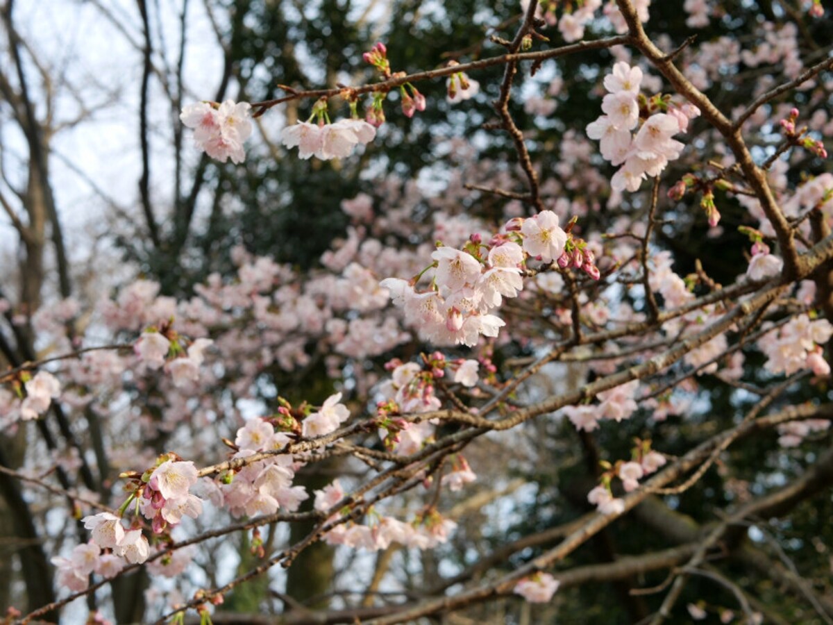 3月中旬に楽しめる「大寒桜」（2017年3月11日撮影）