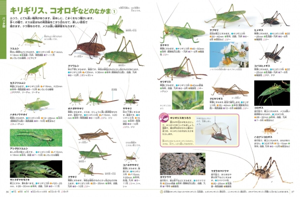 中ページ画像