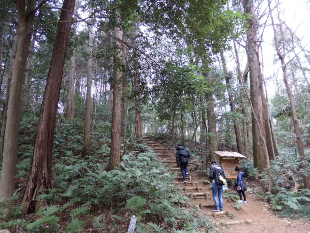 トトロの森1号地