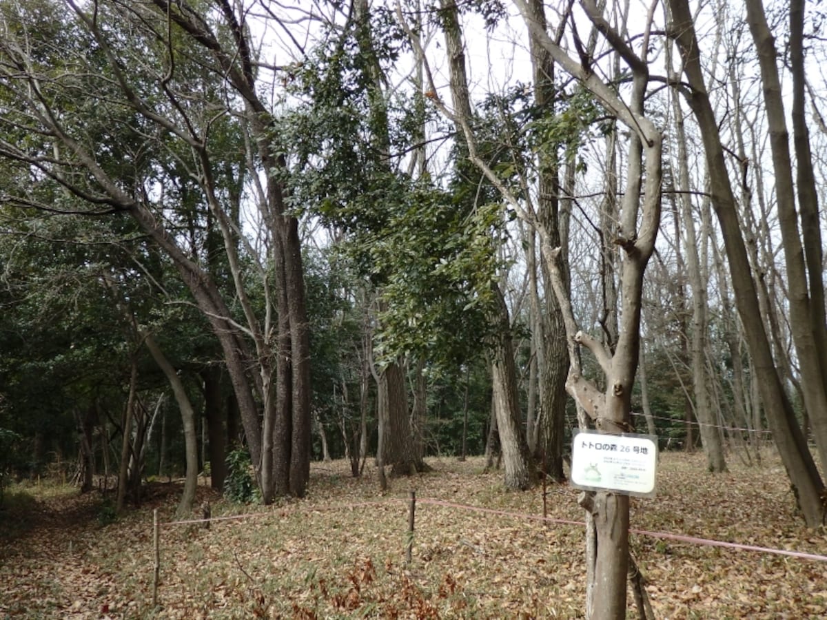 トトロの森26号地