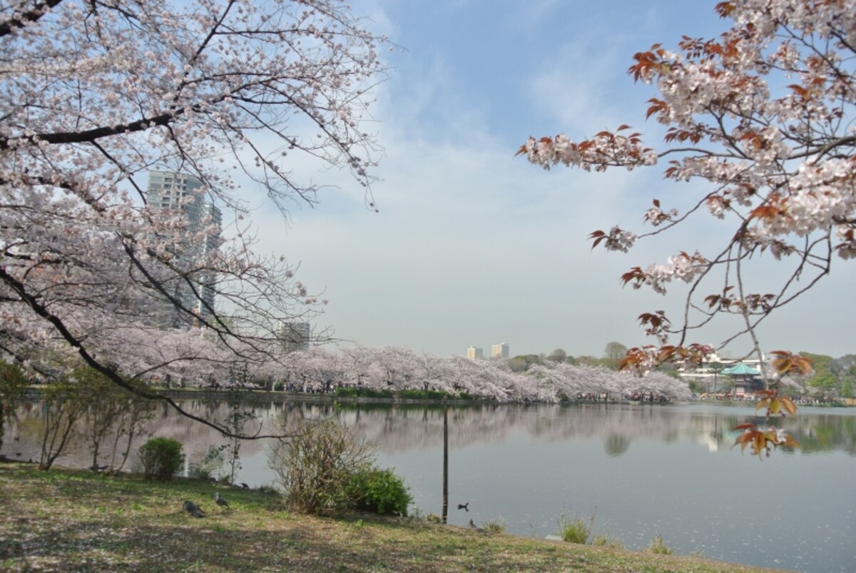 桜の美しい上野恩賜公園の不忍池　