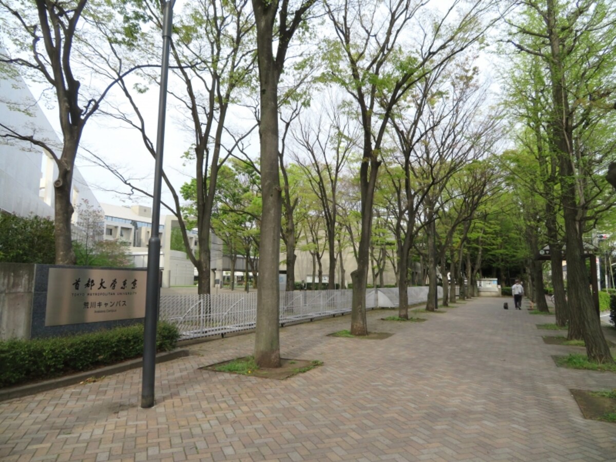 並木のある風景