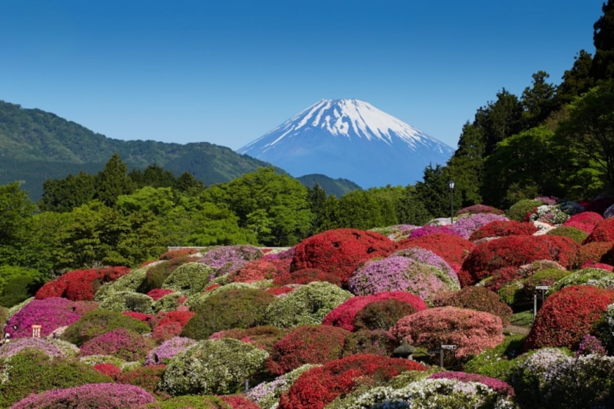 富士山とツツジ
