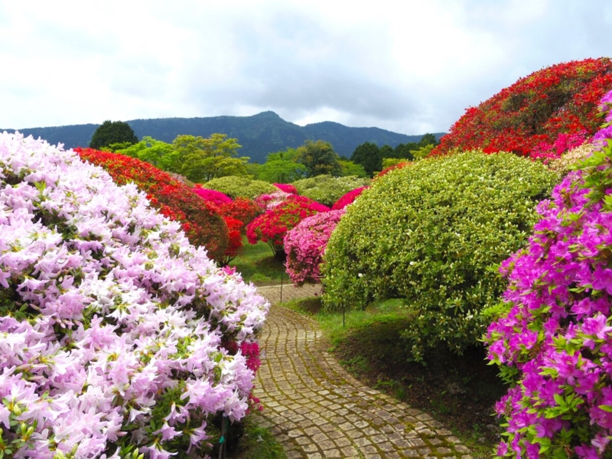 背の高い株
